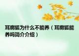 耳廓狐為什么不能養(yǎng)（耳廓狐能養(yǎng)嗎簡介介紹）