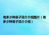 有多少種鼻子簡(jiǎn)介介紹圖片（有多少種鼻子簡(jiǎn)介介紹）