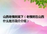 山西老槐樹底下（老槐樹在山西什么地方簡(jiǎn)介介紹）