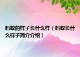 螞蟻的樣子長什么樣（螞蟻長什么樣子簡介介紹）