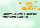 白果樹種子怎么種植（白果樹苗的種植方法是什么簡介介紹）