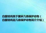 白腹錦雞屬于國(guó)家?guī)准?jí)保護(hù)動(dòng)物（白腹錦雞是幾級(jí)保護(hù)動(dòng)物簡(jiǎn)介介紹）