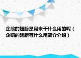 企鵝的翅膀是用來(lái)干什么用的呢（企鵝的翅膀有什么用簡(jiǎn)介介紹）