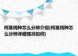 柯基純種怎么分辨介紹(柯基純種怎么分辨詳細(xì)情況如何)