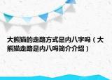 大熊貓的走路方式是內(nèi)八字嗎（大熊貓走路是內(nèi)八嗎簡(jiǎn)介介紹）