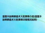 雷霆不敵鵜鶘魔術大勝黃蜂介紹(雷霆不敵鵜鶘魔術大勝黃蜂詳細情況如何)