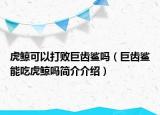 虎鯨可以打敗巨齒鯊嗎（巨齒鯊能吃虎鯨嗎簡介介紹）