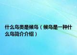 什么鳥類是候鳥（候鳥是一種什么鳥簡介介紹）