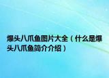 爆頭八爪魚(yú)圖片大全（什么是爆頭八爪魚(yú)簡(jiǎn)介介紹）