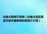 比格犬聰明不聰明（比格犬是否真是傳說中最聰明的狗簡介介紹）