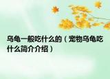 烏龜一般吃什么的（寵物烏龜吃什么簡介介紹）