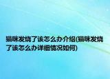 貓咪發(fā)燒了該怎么辦介紹(貓咪發(fā)燒了該怎么辦詳細(xì)情況如何)