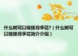 什么樹可以嫁接月季花?（什么樹可以嫁接月季花簡介介紹）