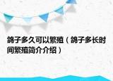 鴿子多久可以繁殖（鴿子多長時間繁殖簡介介紹）