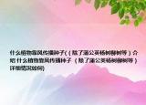 什么植物靠風(fēng)傳播種子(（除了蒲公英楊樹柳樹等）介紹 什么植物靠風(fēng)傳播種子 （除了蒲公英楊樹柳樹等）詳細(xì)情況如何)