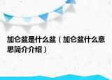 加侖盆是什么盆（加侖盆什么意思簡(jiǎn)介介紹）