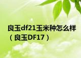 良玉df21玉米種怎么樣（良玉DF17）