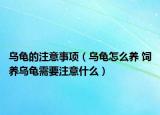 烏龜?shù)淖⒁馐马?xiàng)（烏龜怎么養(yǎng) 飼養(yǎng)烏龜需要注意什么）