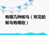 有哪幾種候鳥(niǎo)（常見(jiàn)的候鳥(niǎo)有哪些）