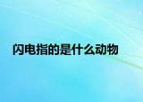 閃電指的是什么動物