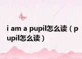 i am a pupil怎么讀（pupil怎么讀）