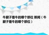 牛腱子是牛的哪個(gè)部位 新聞（牛腱子是牛的哪個(gè)部位）