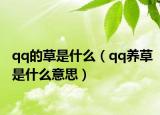 qq的草是什么（qq養(yǎng)草是什么意思）