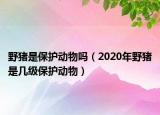 野豬是保護動物嗎（2020年野豬是幾級保護動物）