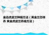 金邊虎皮蘭種植方法（黃金蘭怎樣養(yǎng) 黃金虎皮蘭養(yǎng)殖方法）