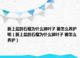 新上盆的石榴為什么掉葉子 要怎么養(yǎng)護(hù)呢（新上盆的石榴為什么掉葉子 要怎么養(yǎng)護(hù)）