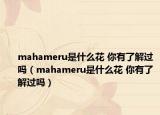 mahameru是什么花 你有了解過嗎（mahameru是什么花 你有了解過嗎）