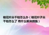 桂花葉尖干枯怎么辦（桂花葉子尖干枯怎么了 有什么解決措施）