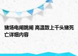 豬場(chǎng)電閘跳閘 高溫致上千頭豬死亡詳細(xì)內(nèi)容