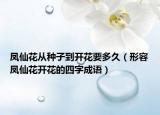 鳳仙花從種子到開花要多久（形容鳳仙花開花的四字成語）