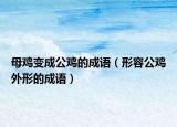 母雞變成公雞的成語（形容公雞外形的成語）