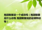 抱團取暖是一個成語嗎（抱團取暖是什么動物 抱團取暖說的是哪種動物）