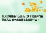 仙人球開(kāi)花是什么兆頭（滴水觀音開(kāi)花有什么兆頭 滴水觀音開(kāi)花含義是什么）