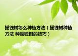 搖錢樹怎么種植方法（搖錢樹種植方法 種搖錢樹的技巧）