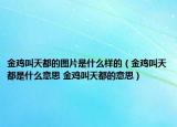 金雞叫天都的圖片是什么樣的（金雞叫天都是什么意思 金雞叫天都的意思）