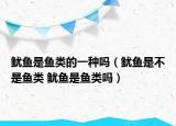 魷魚是魚類的一種嗎（魷魚是不是魚類 魷魚是魚類嗎）