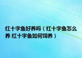 紅十字魚好養(yǎng)嗎（紅十字魚怎么養(yǎng) 紅十字魚如何飼養(yǎng)）