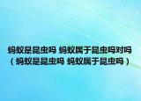 螞蟻是昆蟲嗎 螞蟻屬于昆蟲嗎對嗎（螞蟻是昆蟲嗎 螞蟻屬于昆蟲嗎）