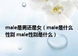 male是男還是女（male是什么性別 male性別是什么）