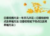 日香桂圖片及一年開幾次花（日香桂的特點(diǎn)及養(yǎng)殖方法 日香桂有如下特點(diǎn)以及其養(yǎng)殖方法）