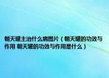 朝天罐主治什么病圖片（朝天罐的功效與作用 朝天罐的功效與作用是什么）