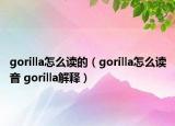 gorilla怎么讀的（gorilla怎么讀音 gorilla解釋）