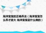 海洋寶寶的正確養(yǎng)法（海洋寶寶怎么養(yǎng)才更大 海洋寶寶是什么做的）