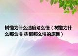 樹懶為什么速度這么慢（樹懶為什么那么慢 樹懶那么慢的原因）